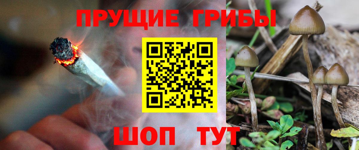Псилоцибиновые грибы Psilocybine cubensis  Псилоцибиновые грибы Psilocybine cubensis  Вход с VPN  Чусовой 